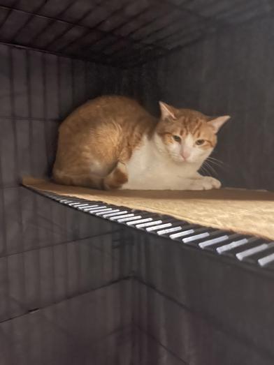 O.J. — thumbnail 2