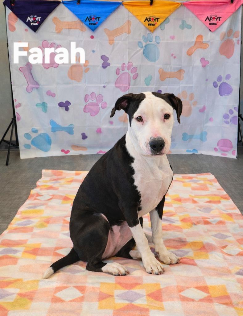 Enlarge Farah Yrly 39, a Adoptable mixed breed in Sidney, OH image 1/3