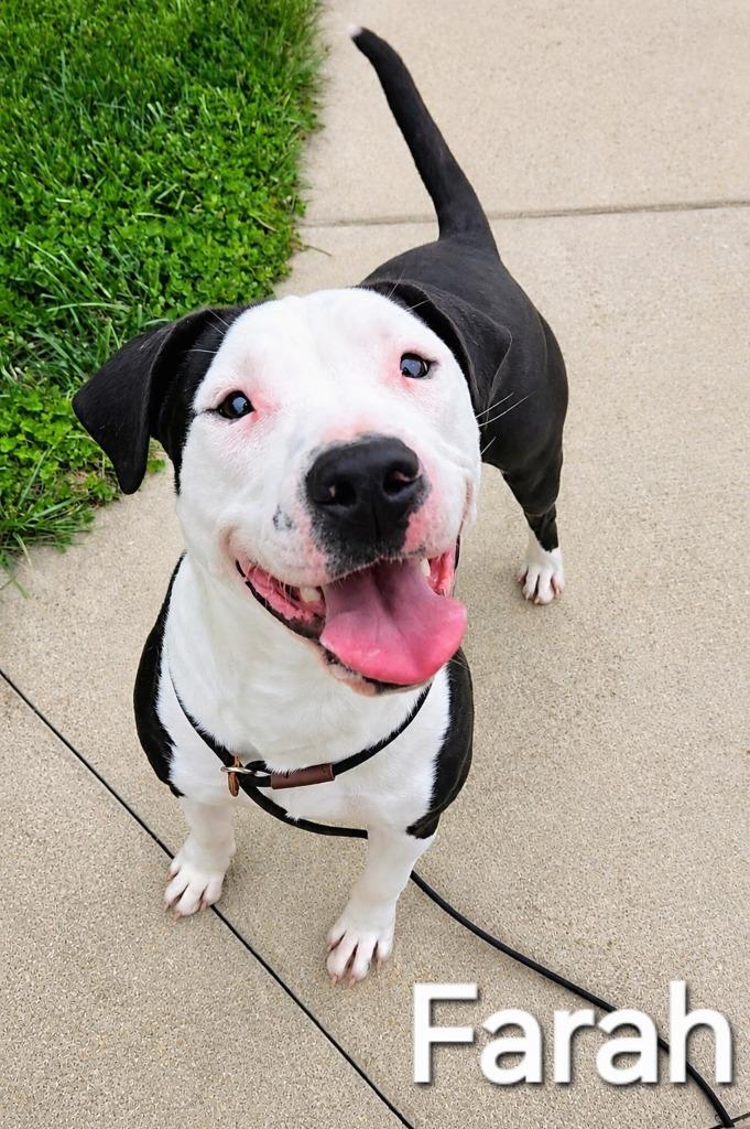 Farah Yrly 39, a Adoptable mixed breed in Sidney, OH image 2/4