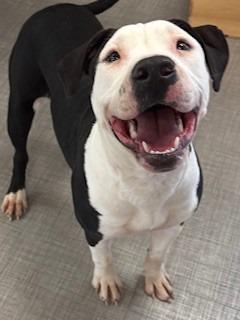 Enlarge Farah Yrly 39, a Adoptable mixed breed in Sidney, OH image 2/3