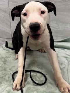 Enlarge Farah Yrly 39, a Adoptable mixed breed in Sidney, OH image 3/3