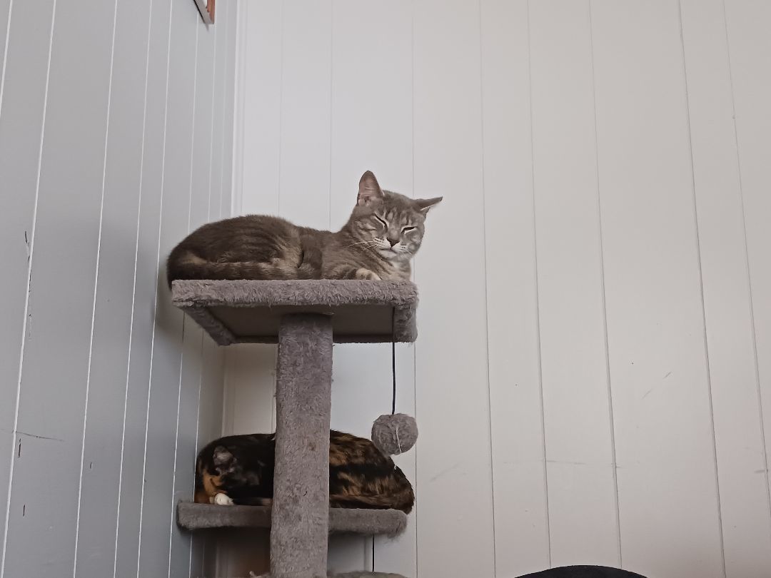 JOY, a Adoptable Domestic Short Hair in Nanticoke, PA image 5/6