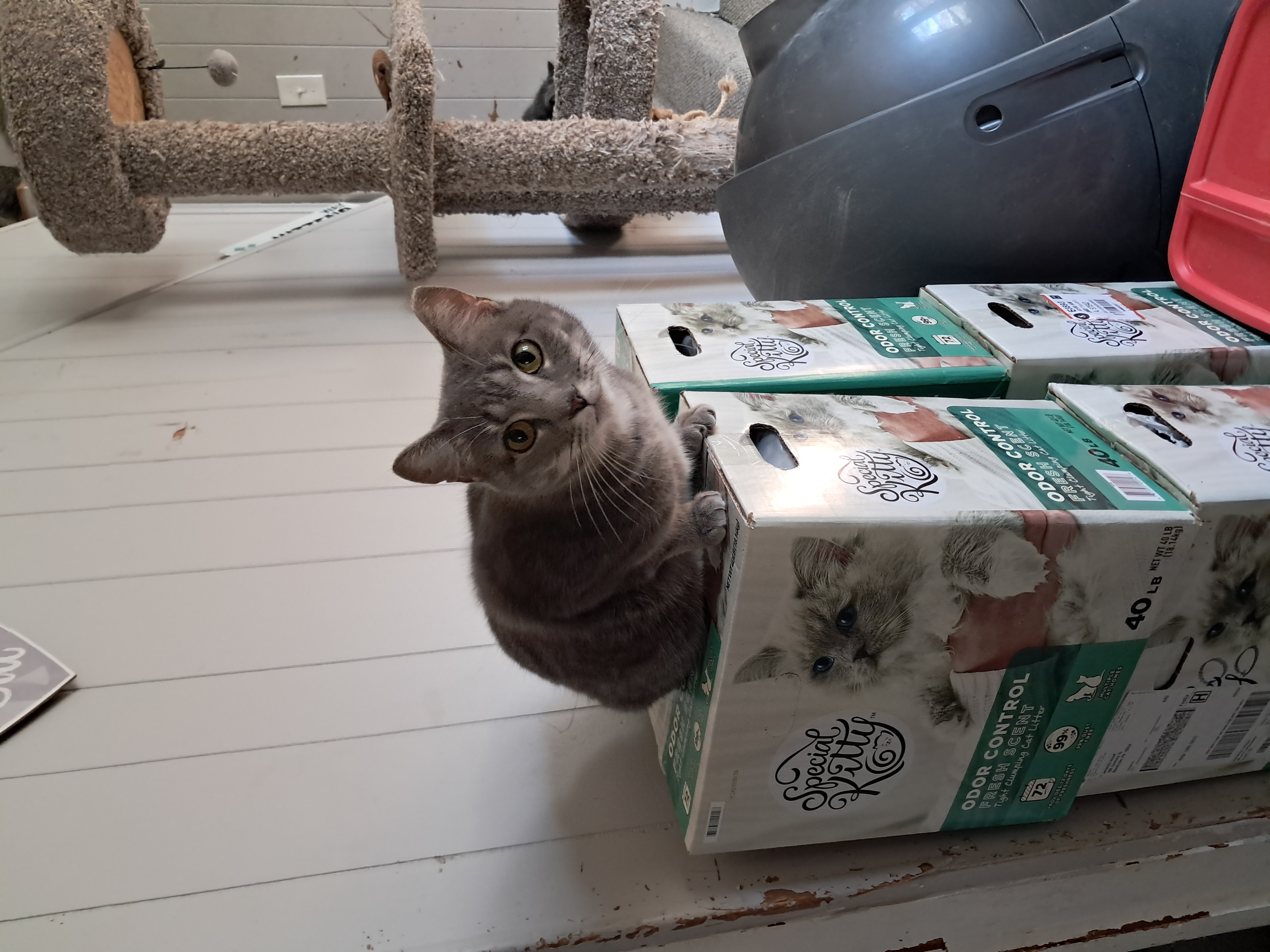 JOY, Adoptable, Adult Female Domestic Short Hair.