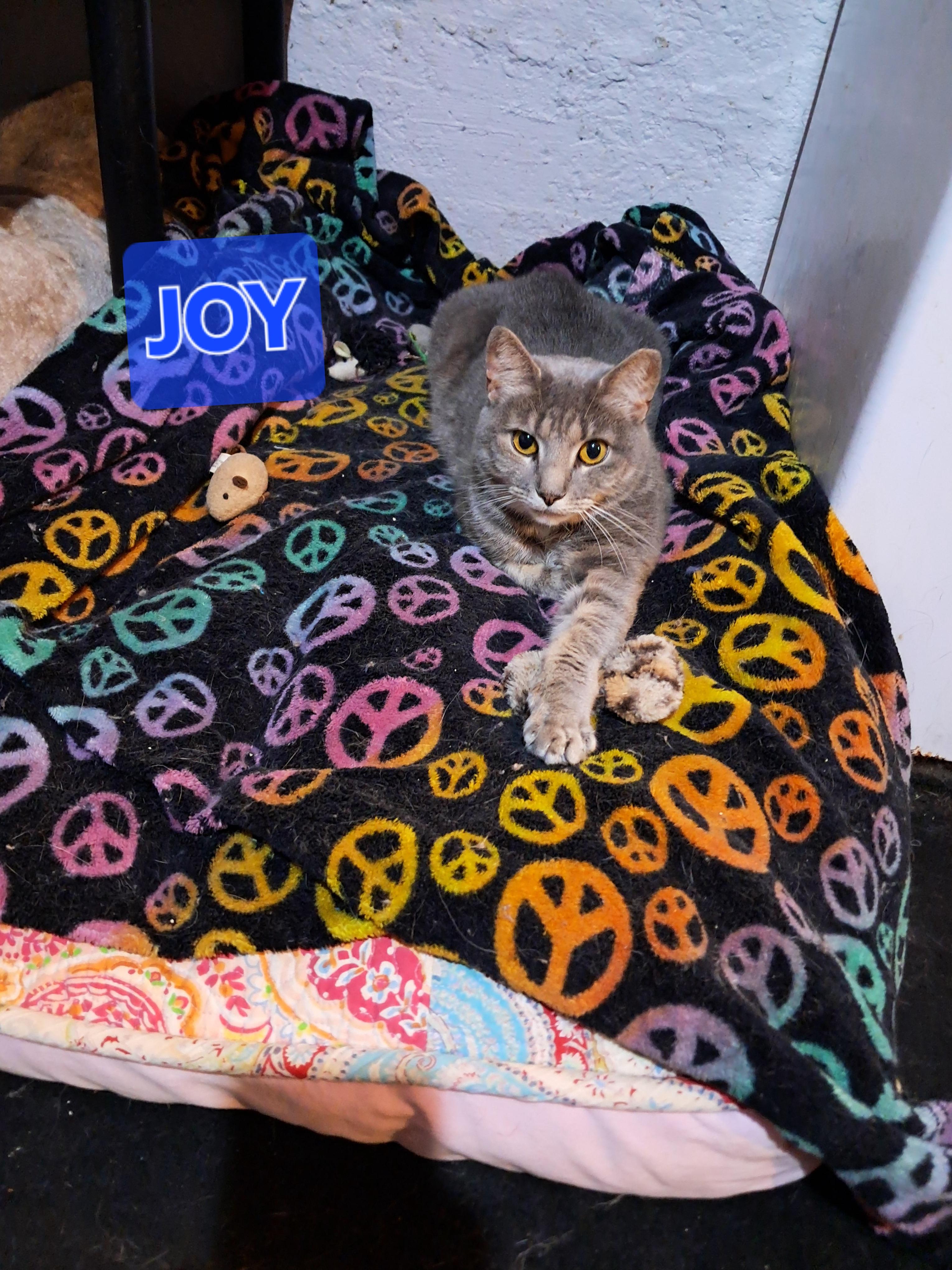 JOY, a Adoptable Domestic Short Hair in Nanticoke, PA image 1/6