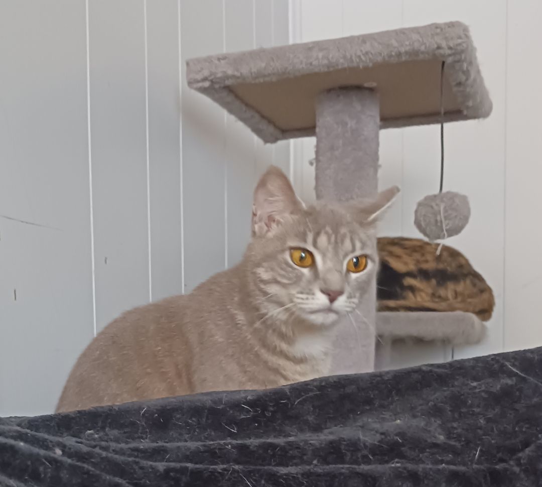 JOY, a Adoptable Domestic Short Hair in Nanticoke, PA image 6/6