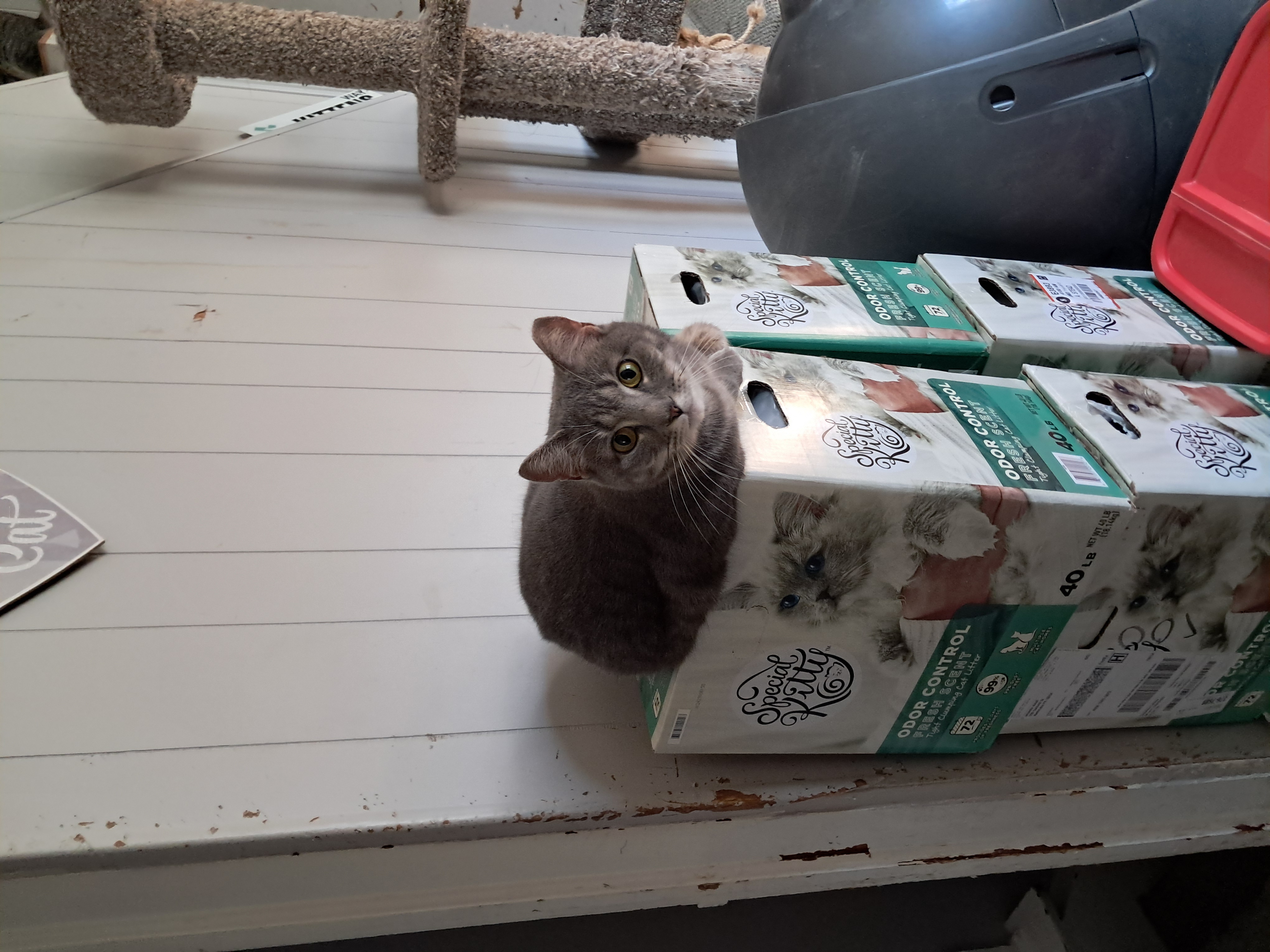 JOY, a Adoptable Domestic Short Hair in Nanticoke, PA image 4/6