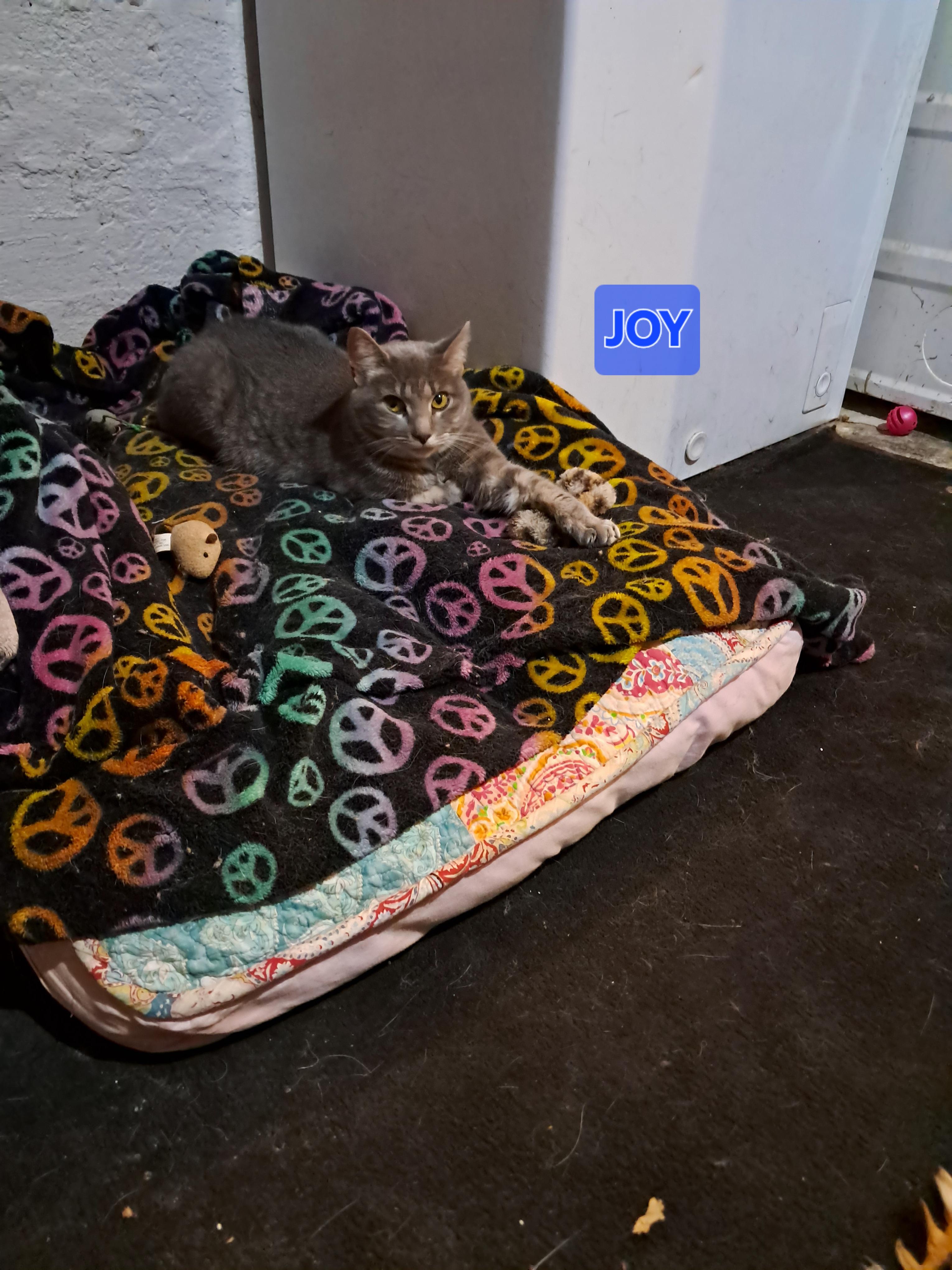 JOY, a Adoptable Domestic Short Hair in Nanticoke, PA image 2/6