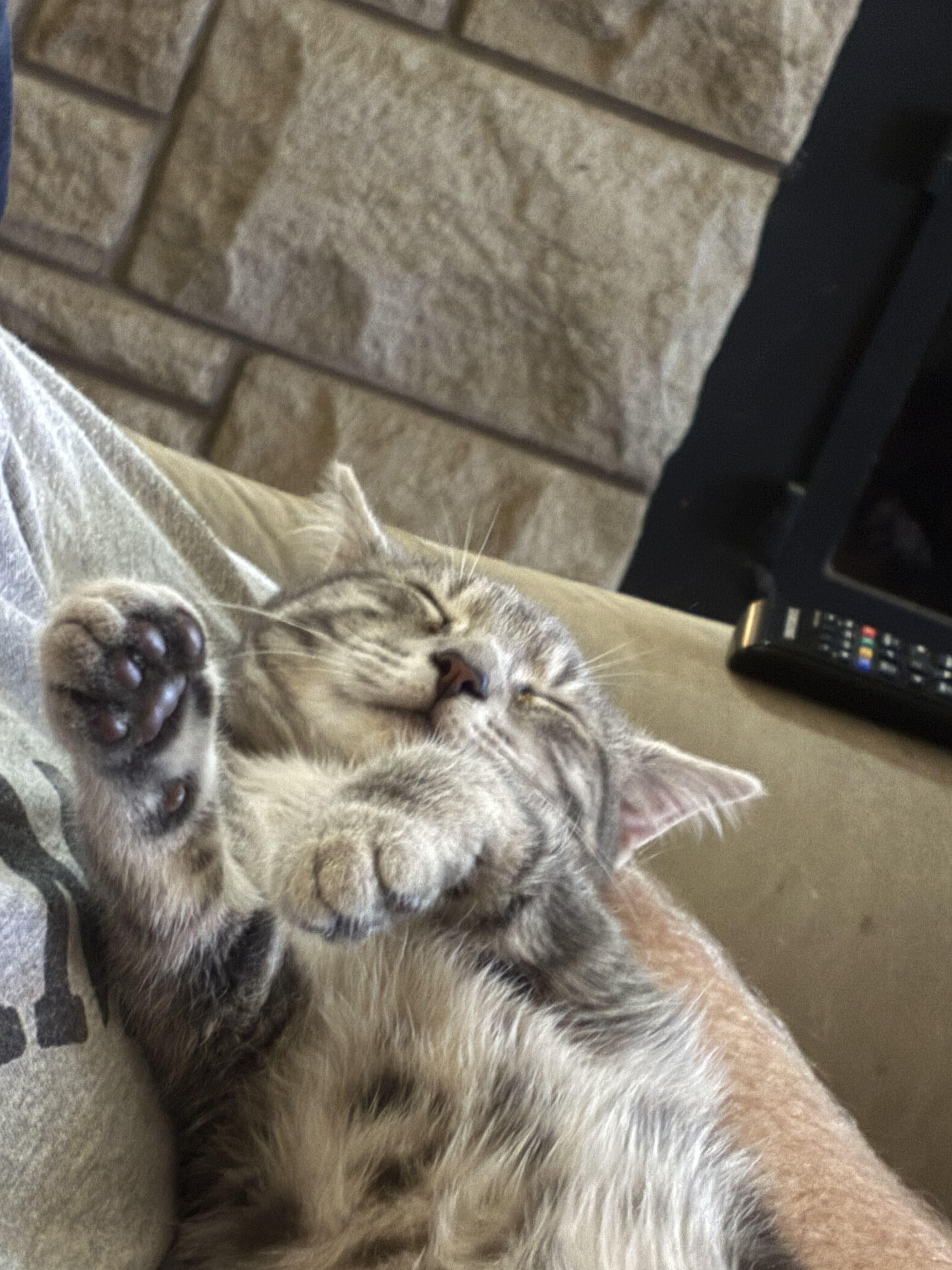Acorn, Adoptable, Kitten Female Domestic Short Hair.