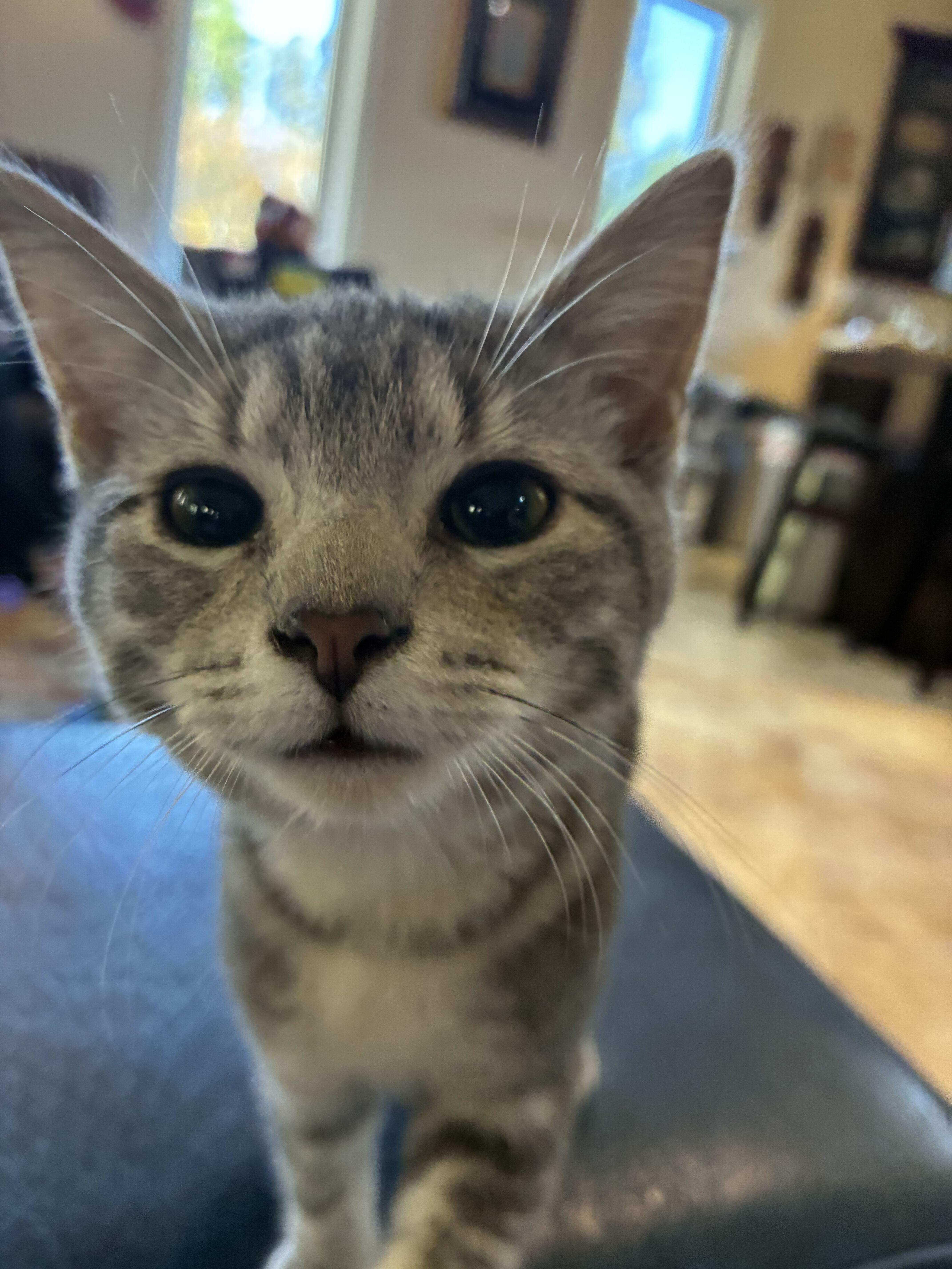 Enlarge Acorn, a Adoptable Domestic Short Hair in Wakefield, QC image 2/5