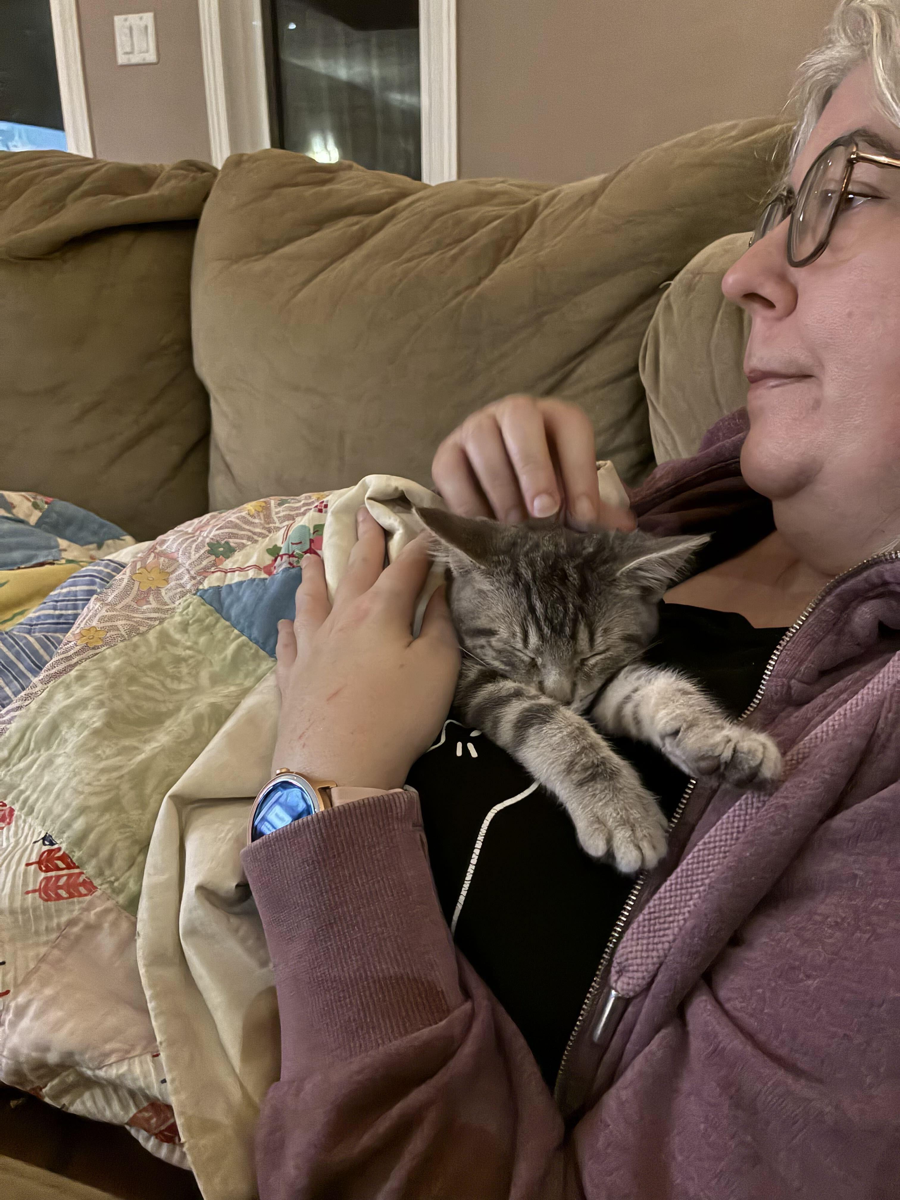 Enlarge Acorn, a Adoptable Domestic Short Hair in Wakefield, QC image 4/5