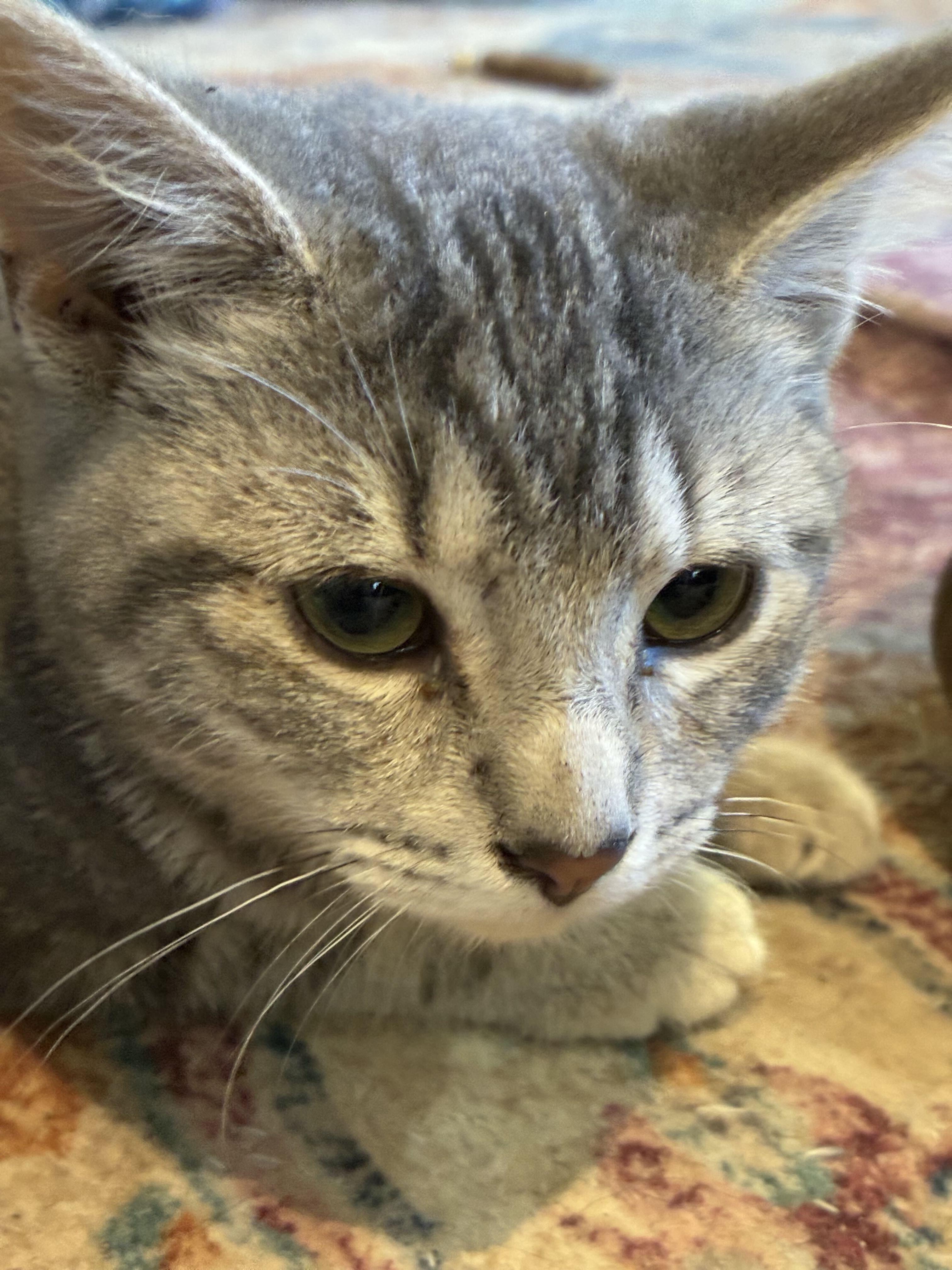 Enlarge Acorn, a Adoptable Domestic Short Hair in Wakefield, QC image 3/5