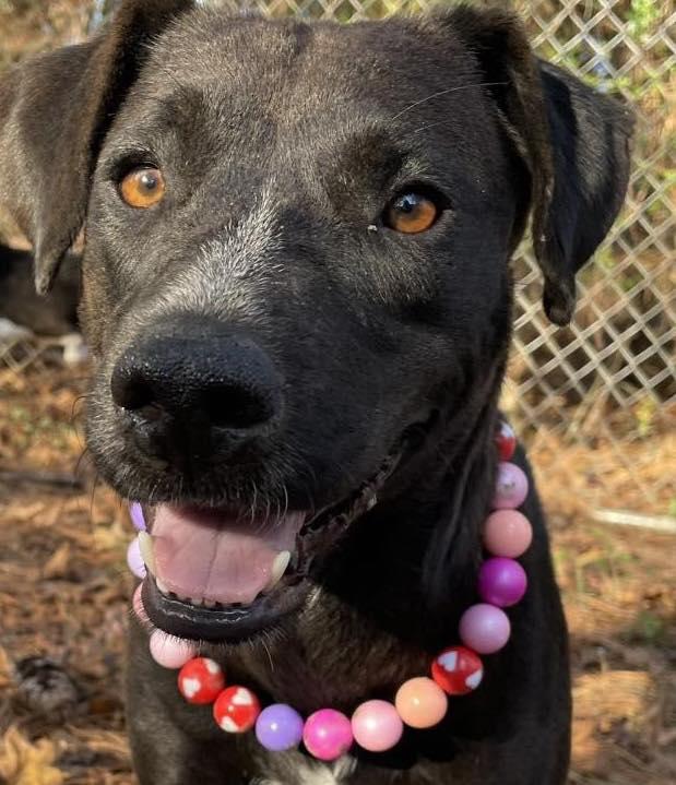 Enlarge Fernie, an adopted mixed breed in Palatine, IL image 5/5