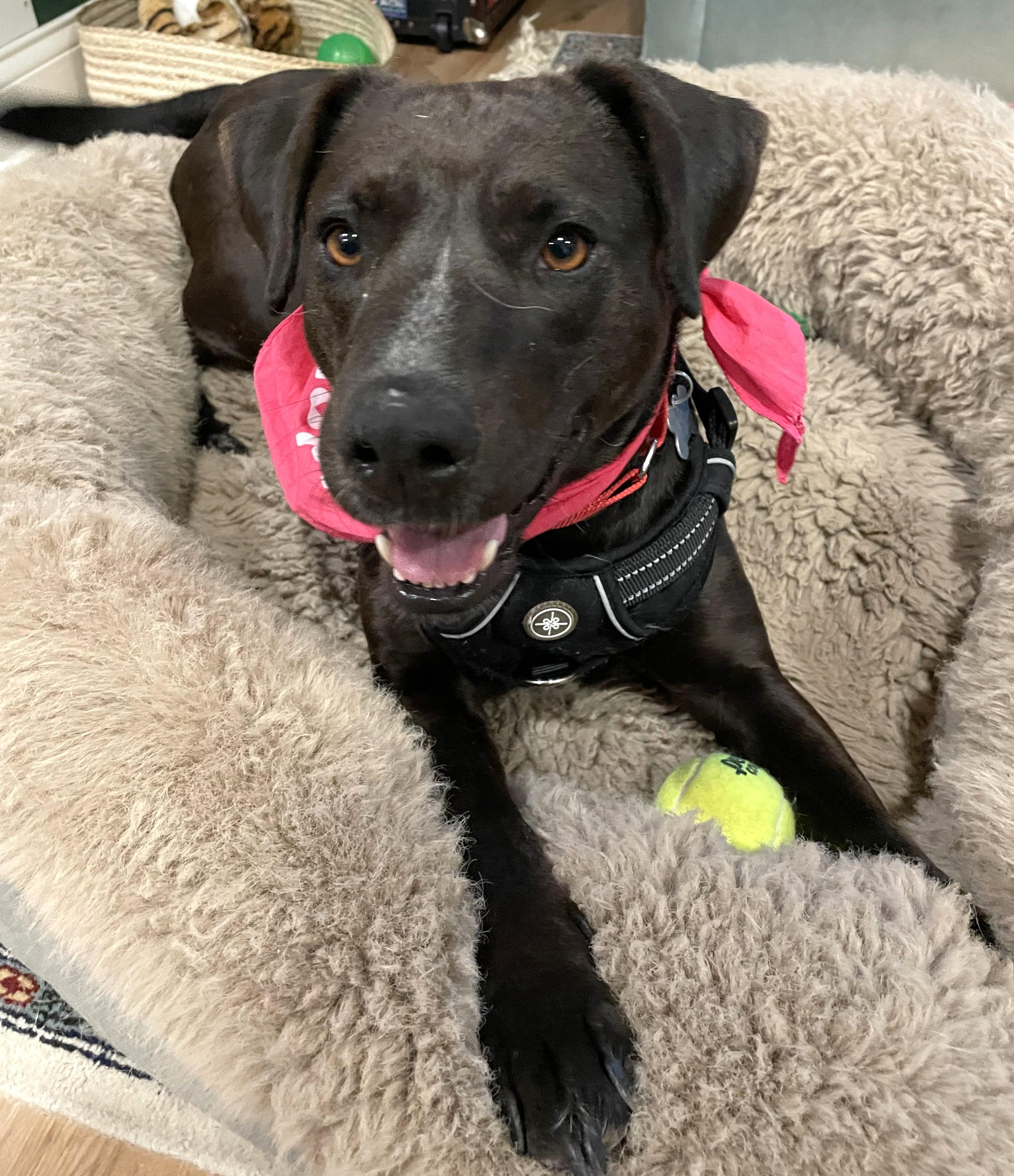 Enlarge Fernie, an adopted mixed breed in Palatine, IL image 3/5