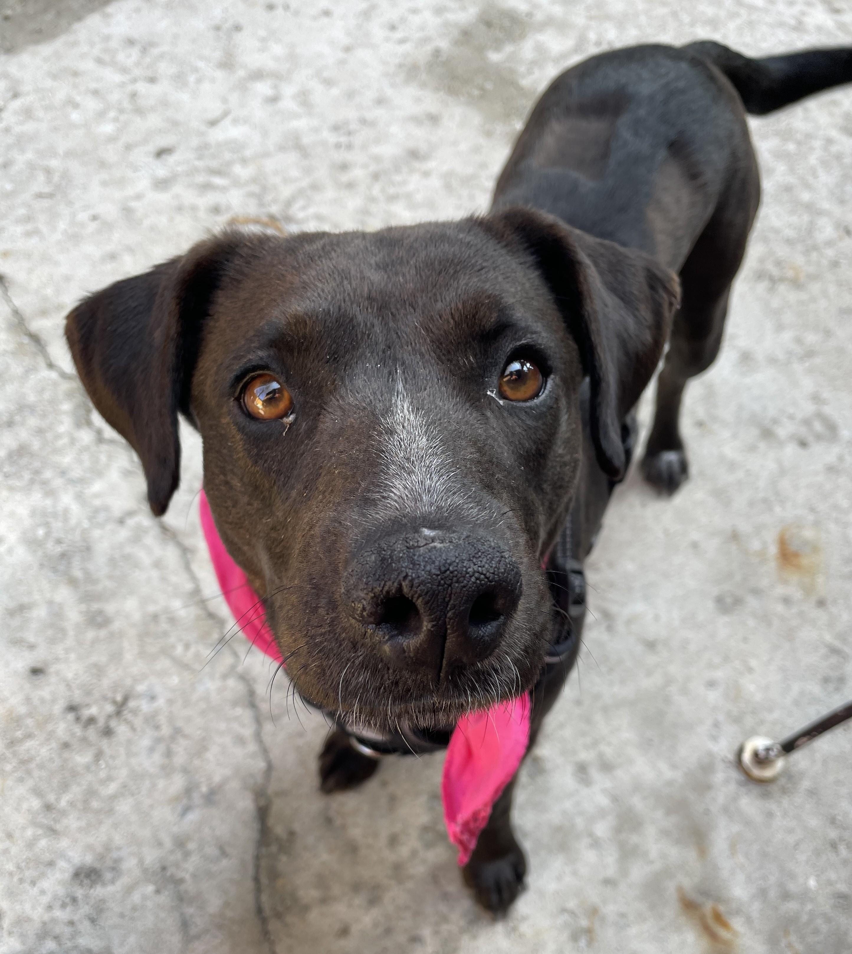 Enlarge Fernie, an adopted mixed breed in Palatine, IL image 1/5