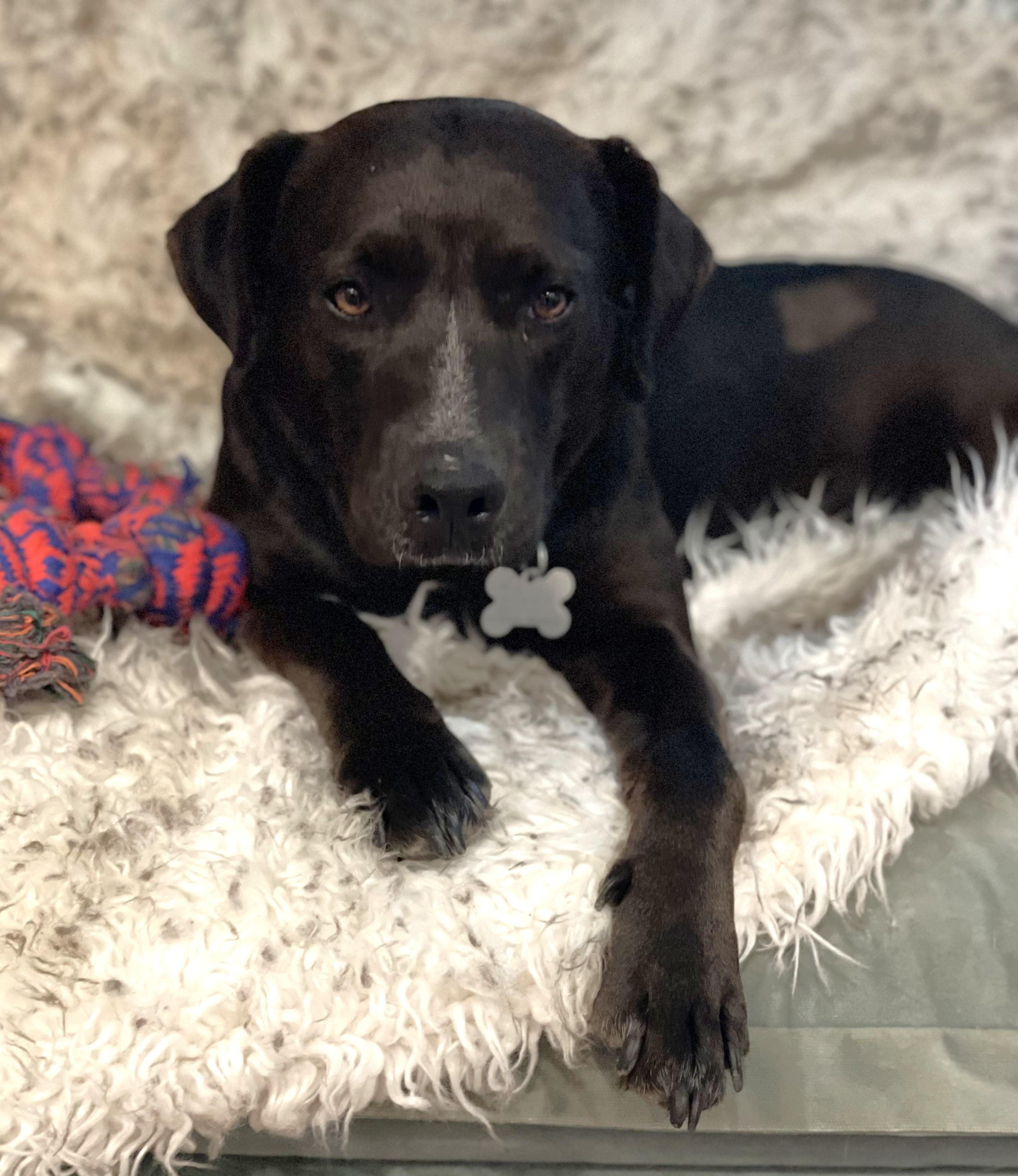 Enlarge Fernie, an adopted mixed breed in Palatine, IL image 4/5