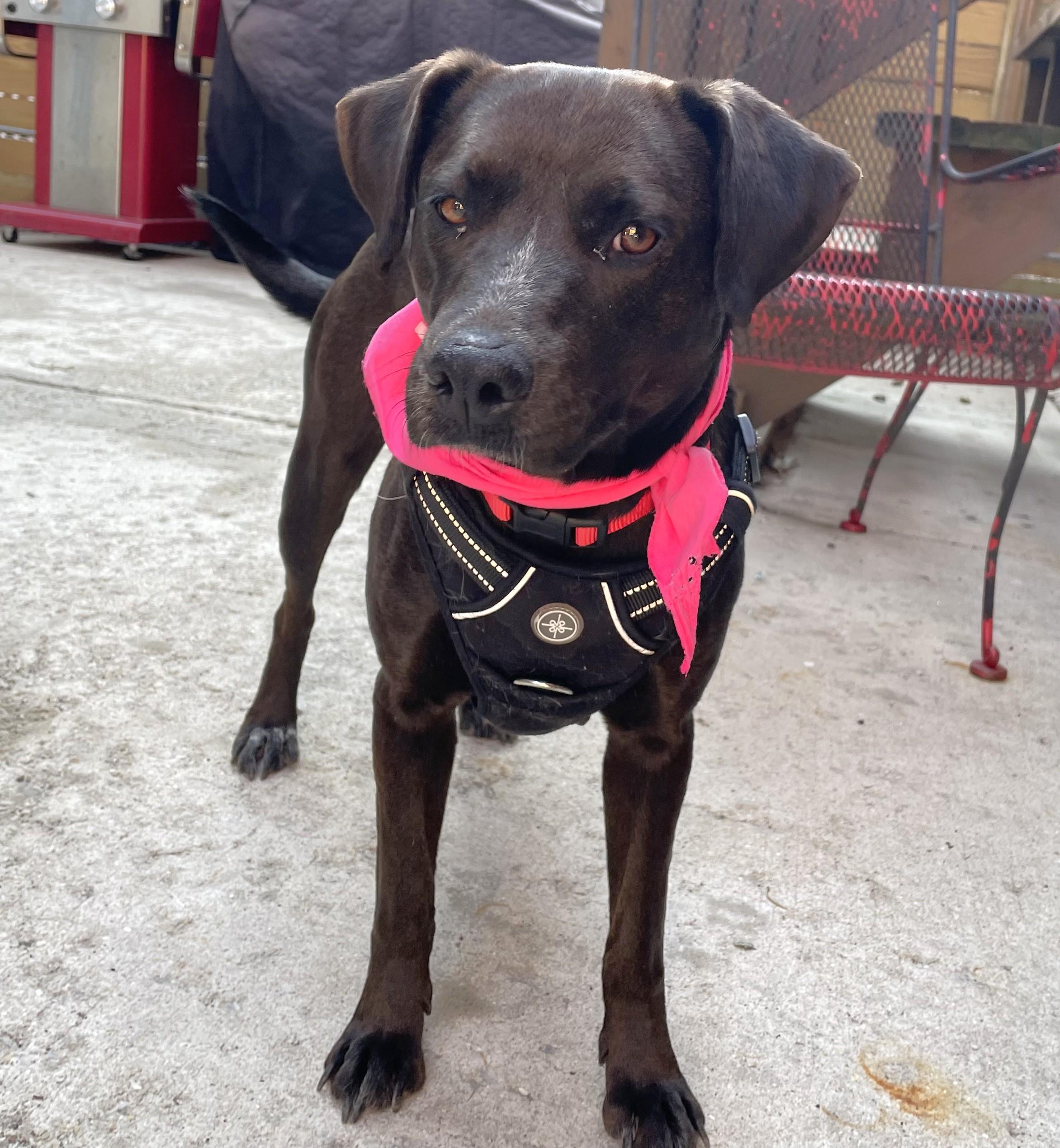 Enlarge Fernie, an adopted mixed breed in Palatine, IL image 2/5