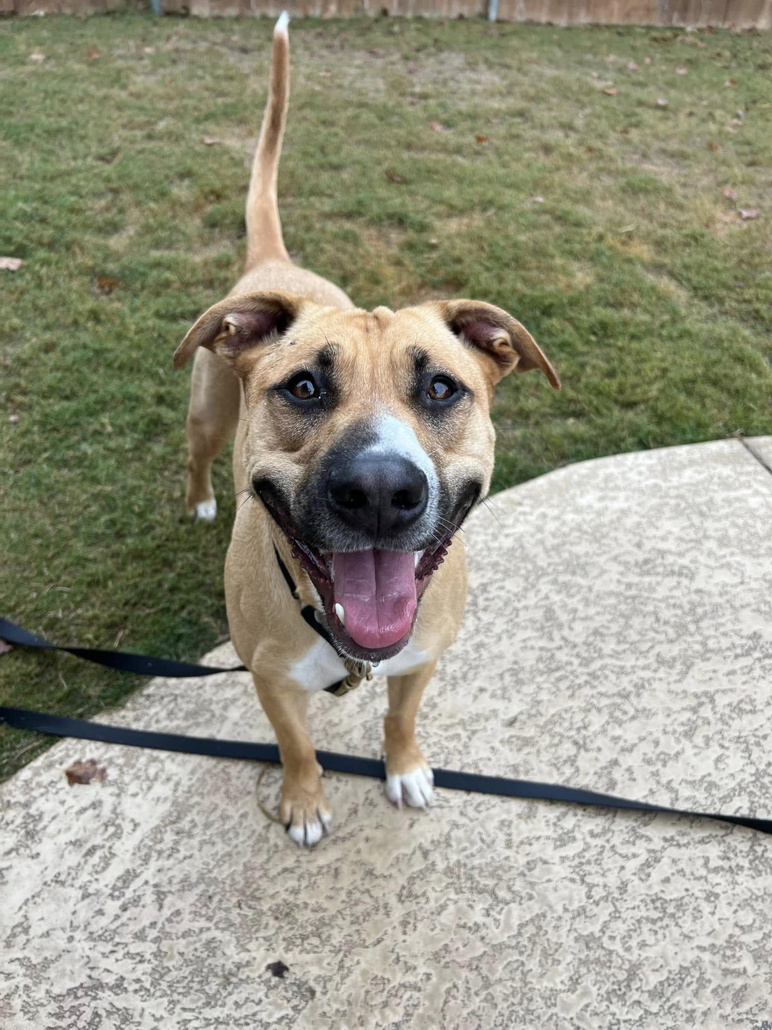 Rosie, Young Female Boxer