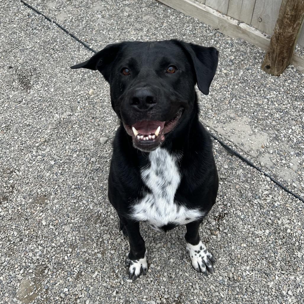 Enlarge Ranger, a Adoptable mixed breed in Indianapolis, IN image 2/4