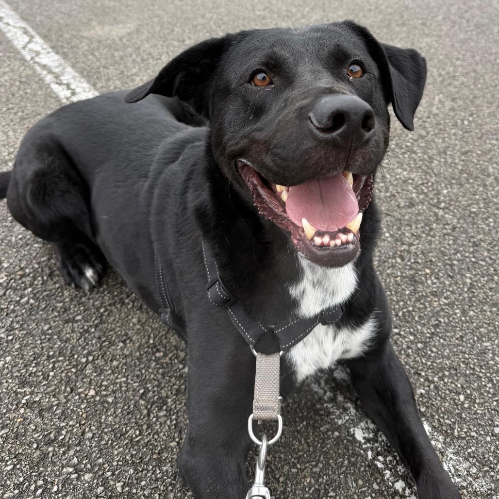 Ranger, Adoptable, Adult Male Labrador Retriever & Retriever.