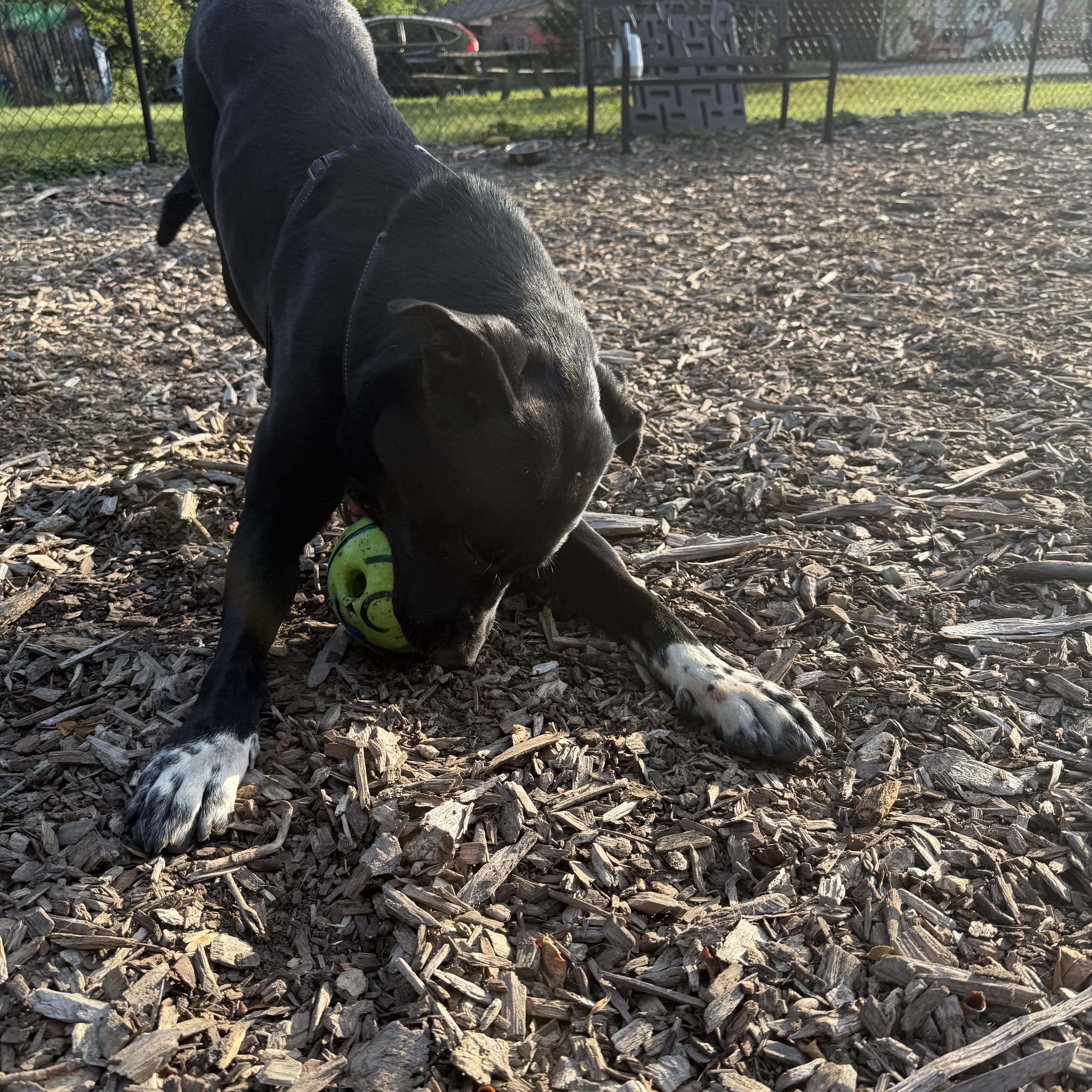 Enlarge Ranger, a Adoptable mixed breed in Indianapolis, IN image 4/4