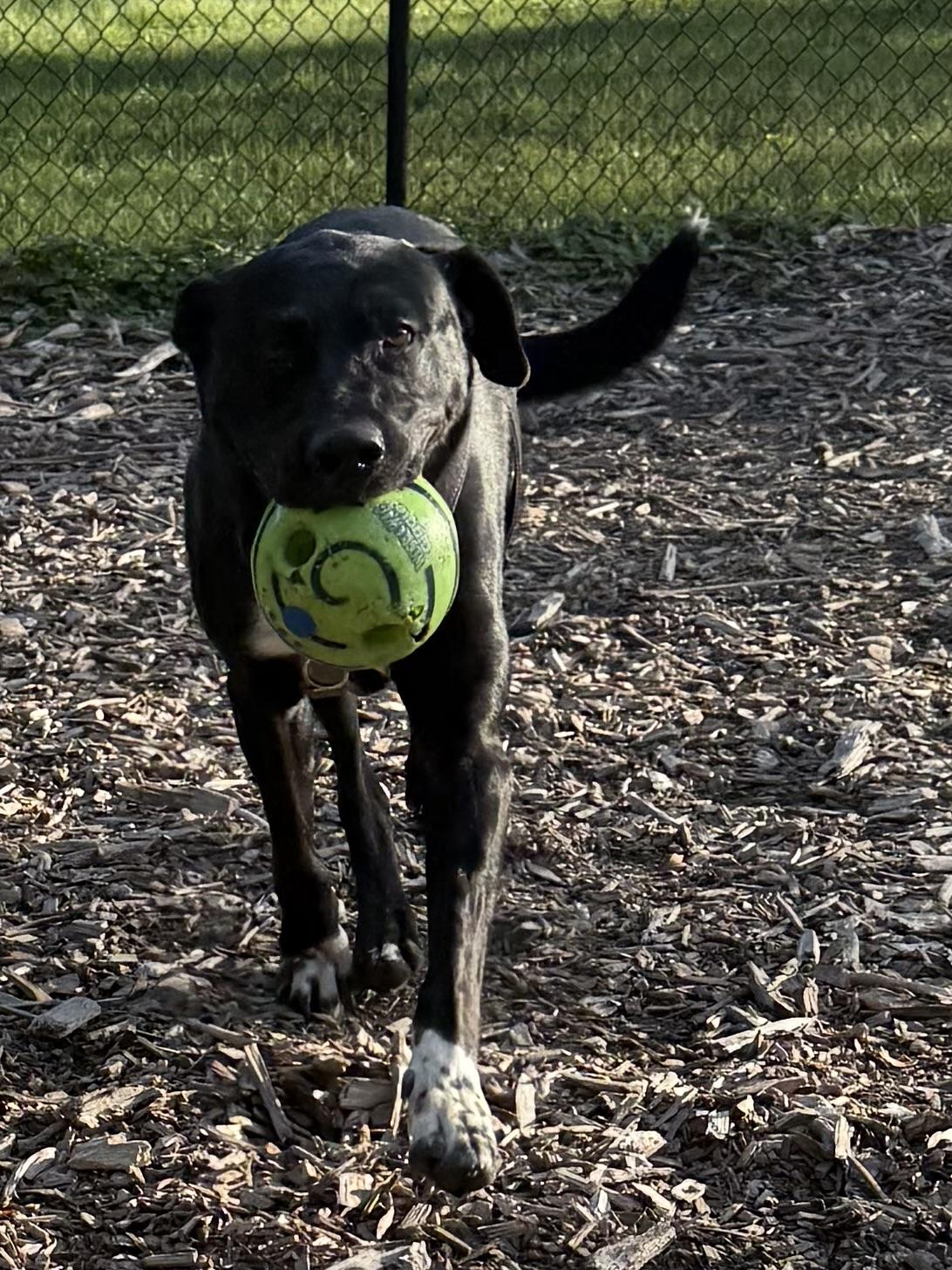 Enlarge Ranger, a Adoptable mixed breed in Indianapolis, IN image 3/4