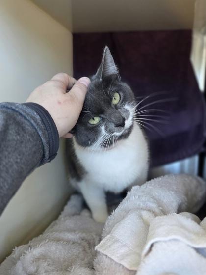 Enlarge French Onion, a Adoptable mixed breed in Westland, MI image 1/3