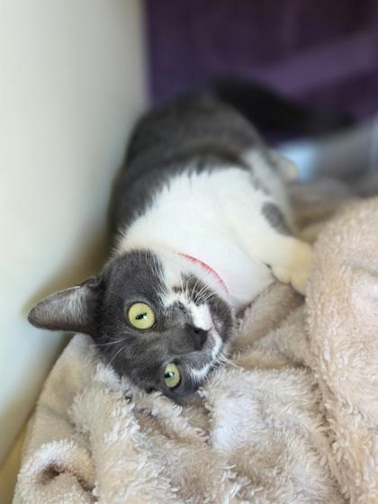 Enlarge French Onion, a Adoptable mixed breed in Westland, MI image 2/3