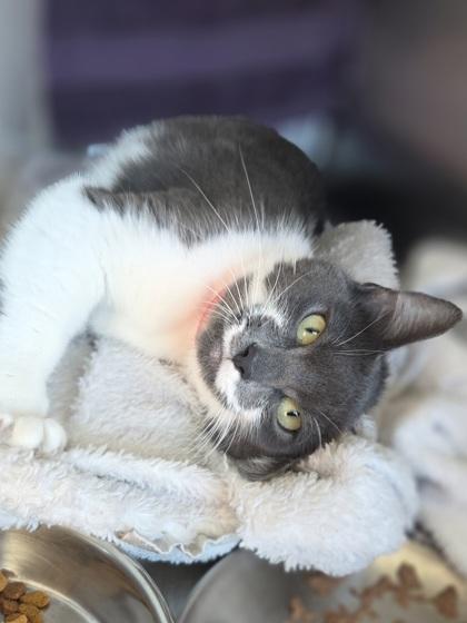 Enlarge French Onion, a Adoptable mixed breed in Westland, MI image 3/3