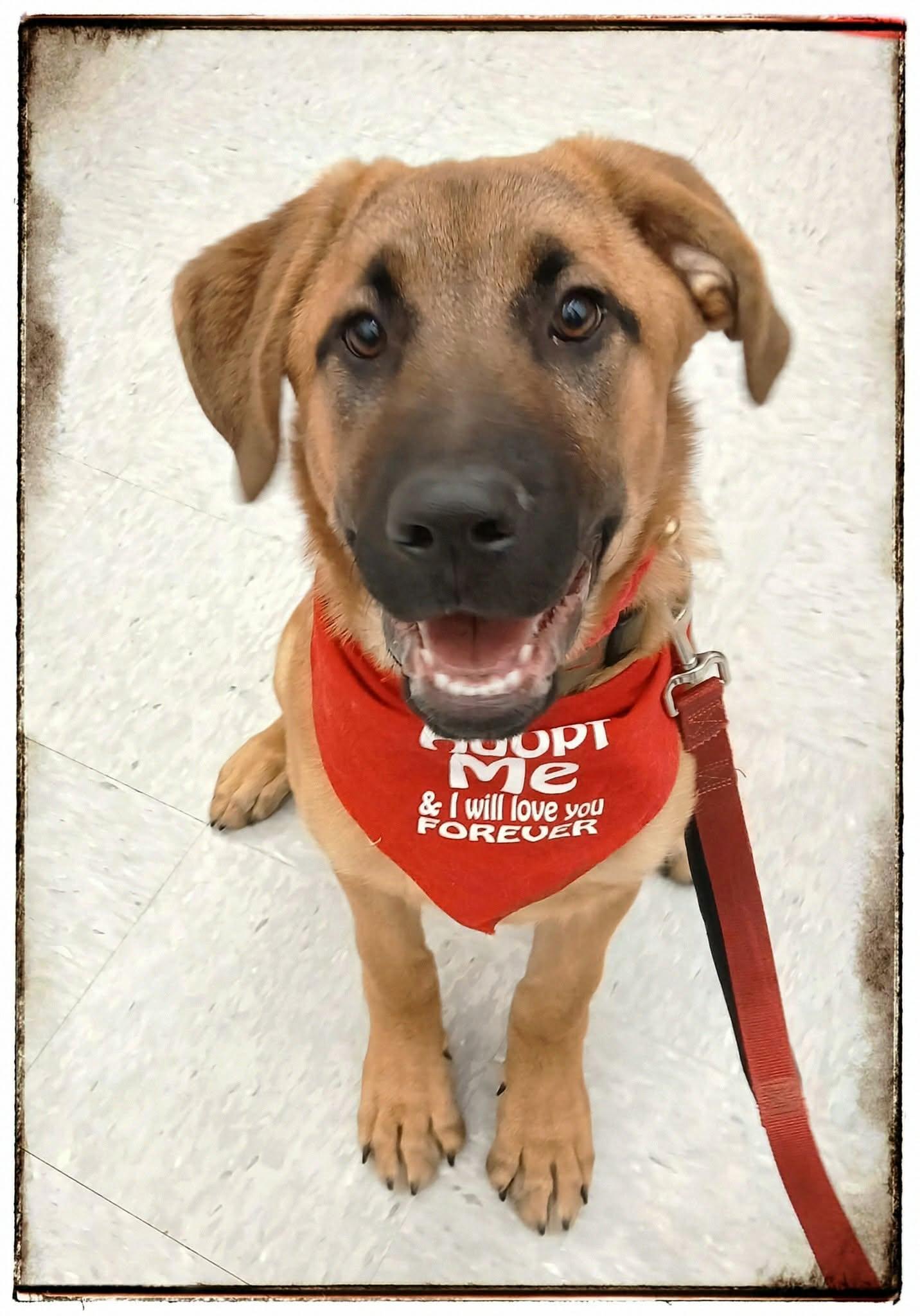 Stetson, Adoptable, Young Male German Shepherd Dog & Mastiff.
