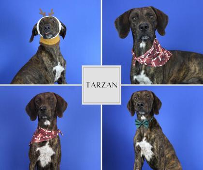 Tarzan, Adoptable, Adult Male Mixed Breed & Mixed Breed.