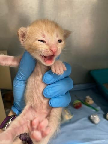 Mint, Adoptable, Kitten Male Domestic Short Hair.