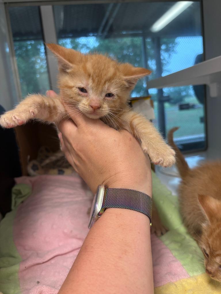 Enlarge Mint, a Adoptable Domestic Short Hair in Mustang, OK image 2/2