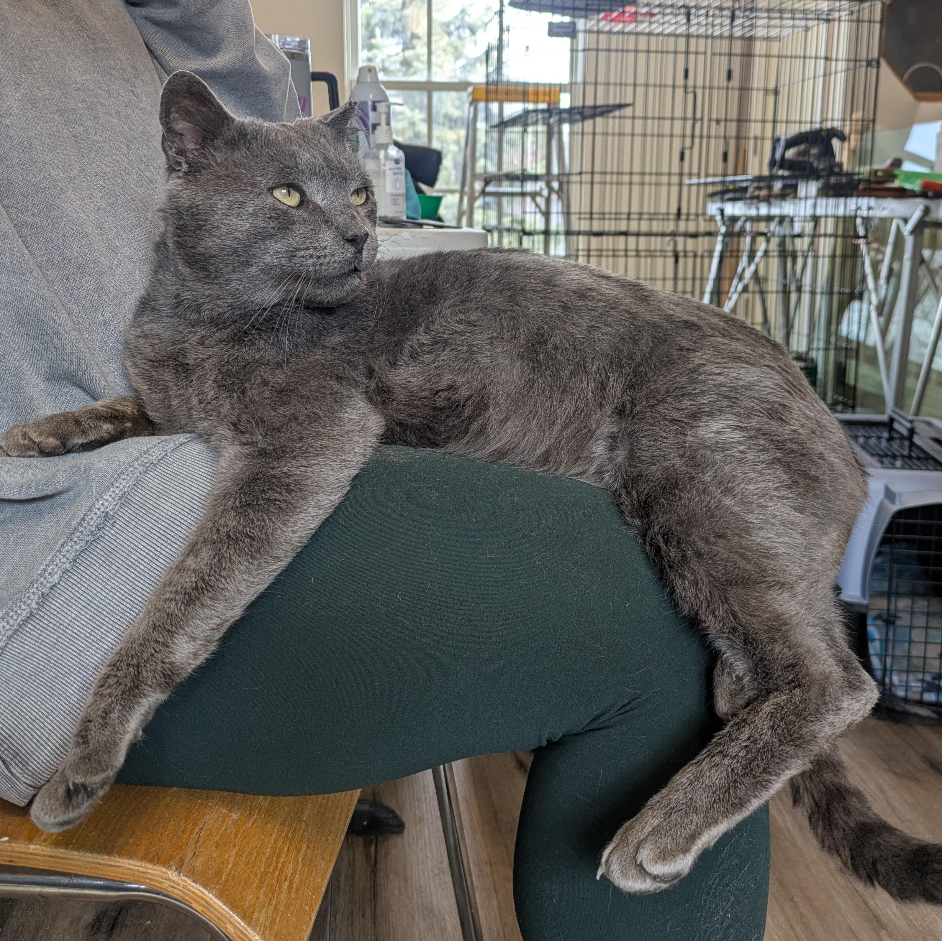 Malcolm, ADOPTABLE, Adult Male Domestic Short Hair & Russian Blue.