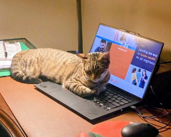 Bridget, a Adoptable Tabby in Waynesboro, VA image 4/6