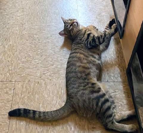 Enlarge Bridget, a Adoptable mixed breed in Waynesboro, VA image 3/6
