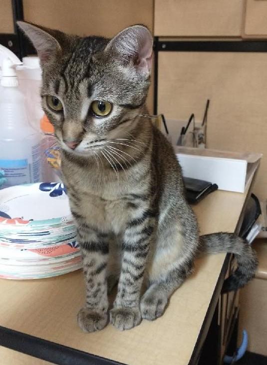 Bridget, Adoptable, Kitten Female Tabby & Bengal.