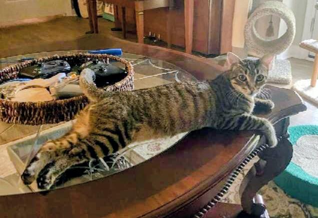 Bridget (bonded w/Carly), Adoptable, Kitten Female Tabby & Bengal.