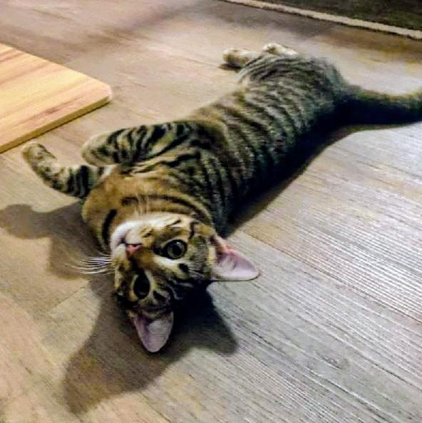 Bridget, Adoptable, Kitten Female Tabby.