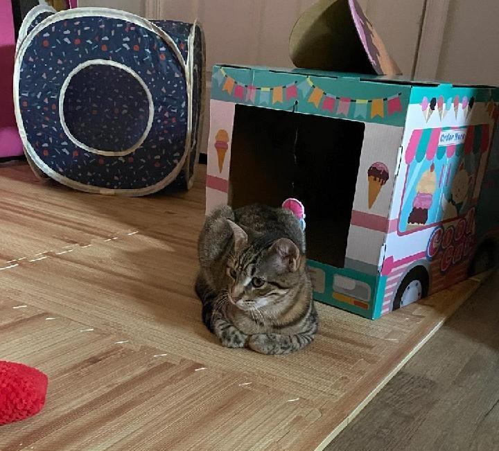 Bridget, a Adoptable Tabby in Waynesboro, VA image 3/6