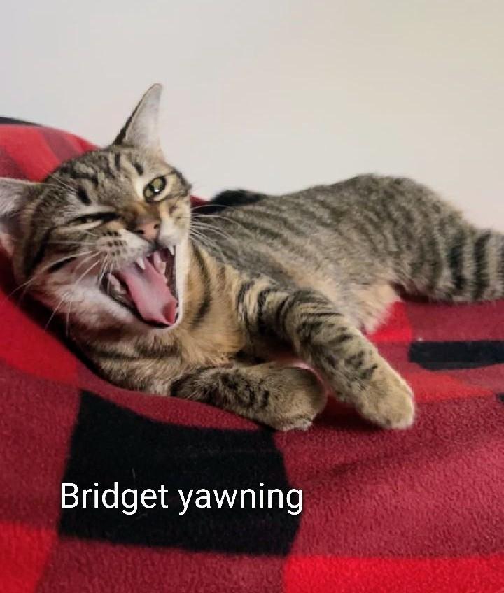 Bridget, a Adoptable Tabby in Waynesboro, VA image 6/6