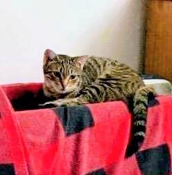 Bridget, a Adoptable Tabby in Waynesboro, VA image 5/6