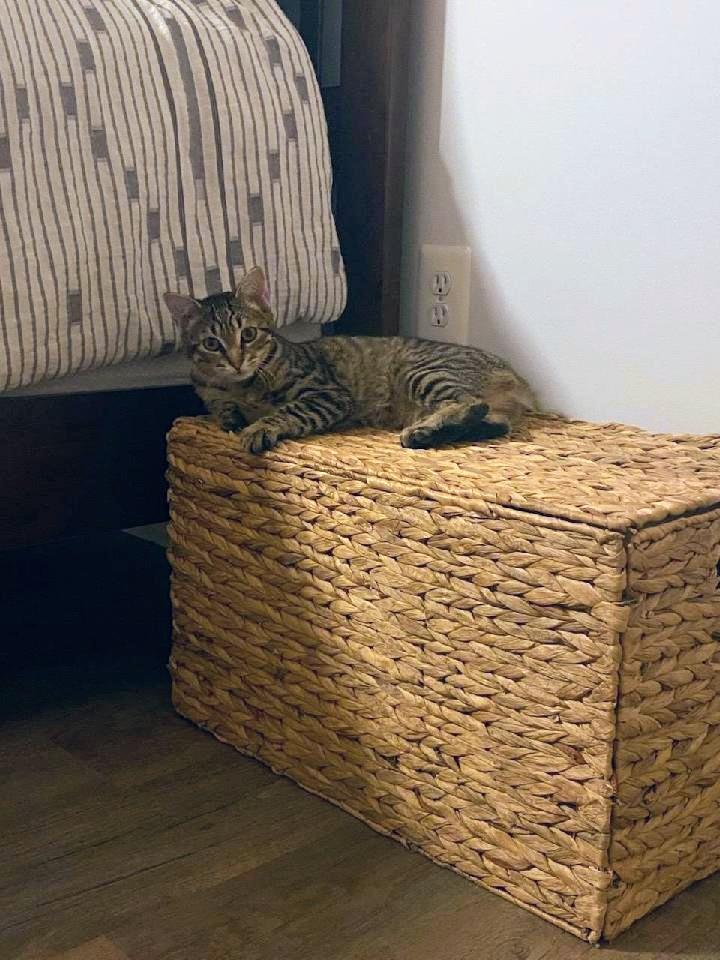 Bridget, a Adoptable Tabby in Waynesboro, VA image 2/6
