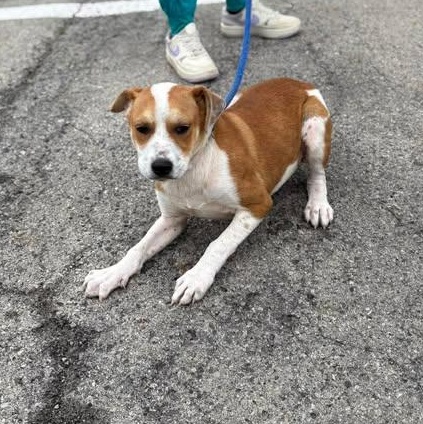 Juliet, ADOPTABLE, Puppy Female Hound.