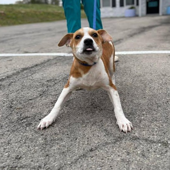 Enlarge Juliet, a ADOPTABLE mixed breed in Bardstown, KY image 4/5