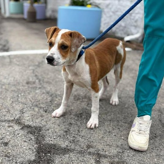 Enlarge Juliet, a ADOPTABLE mixed breed in Bardstown, KY image 3/5