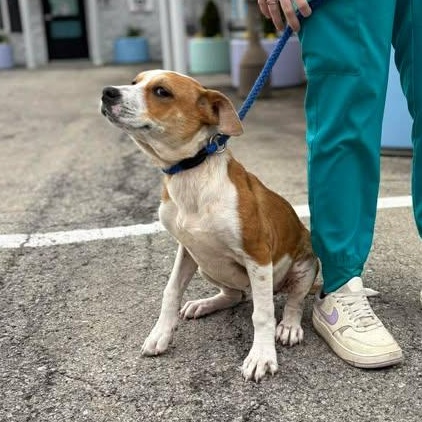 Enlarge Juliet, a ADOPTABLE mixed breed in Bardstown, KY image 5/5