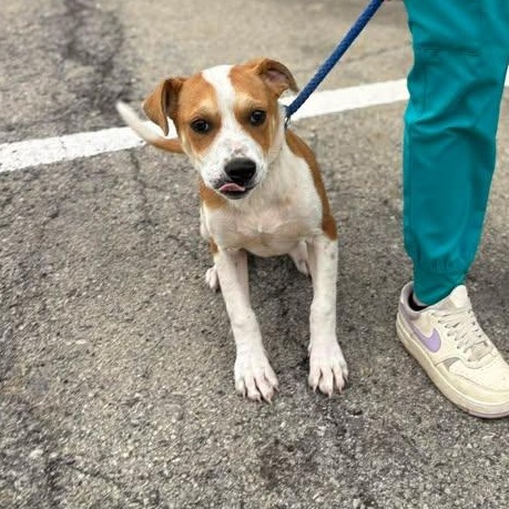 Enlarge Juliet, a ADOPTABLE mixed breed in Bardstown, KY image 2/5