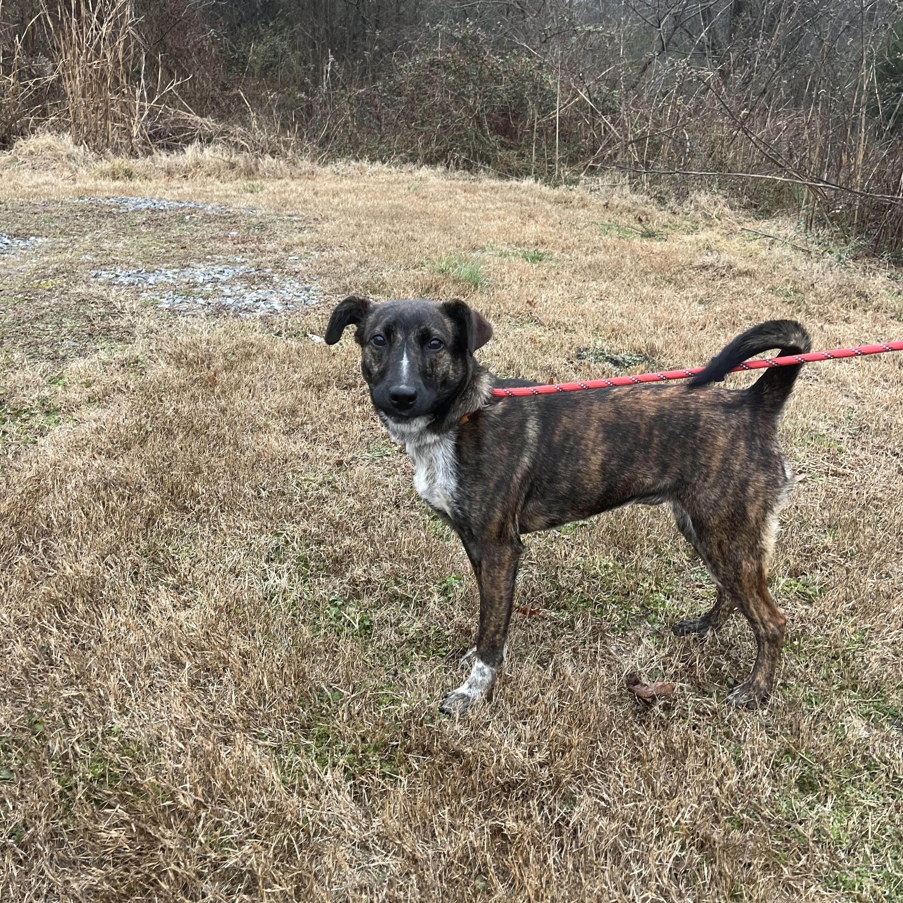 Enlarge Dainty , a ADOPTABLE mixed breed in Loudon, TN image 2/2