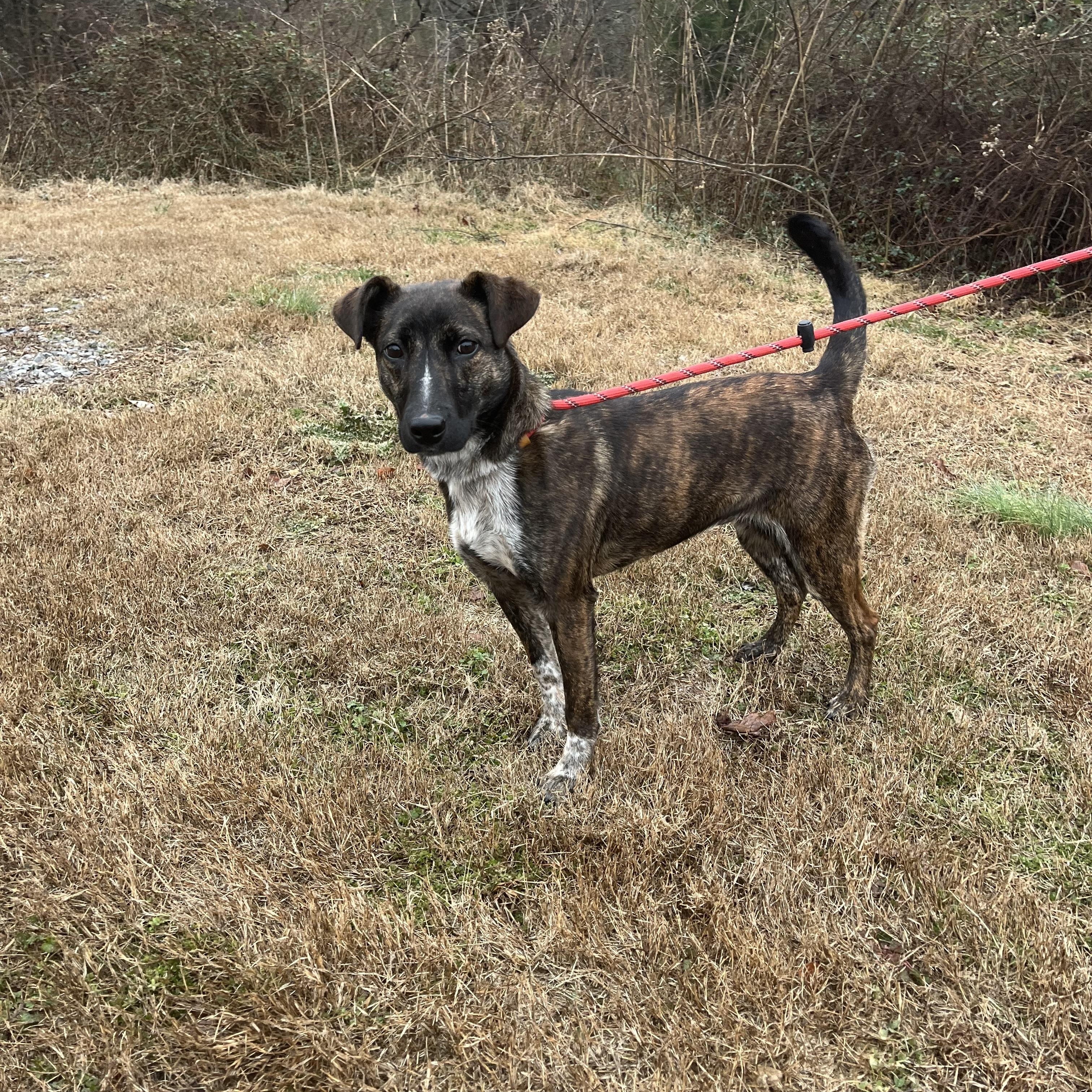 Enlarge Dainty , a ADOPTABLE mixed breed in Loudon, TN image 1/2