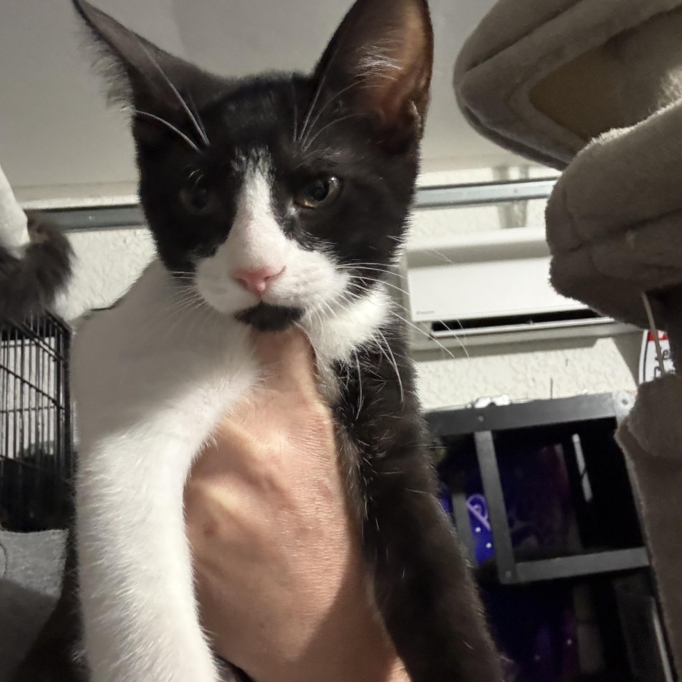 Enlarge Sid, a ADOPTABLE Domestic Short Hair in Lehigh Acres, FL image 2/3
